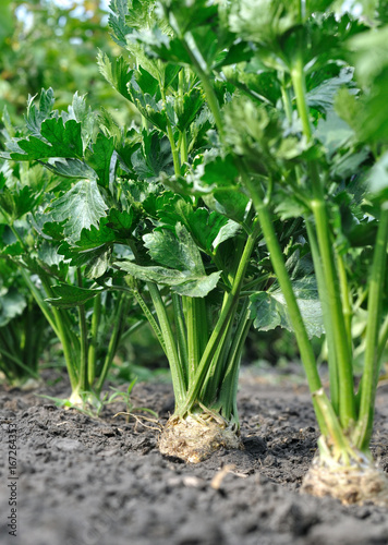 close-up of celery plantation (root vegetable) in the vegetable garden, 

vertical compositi