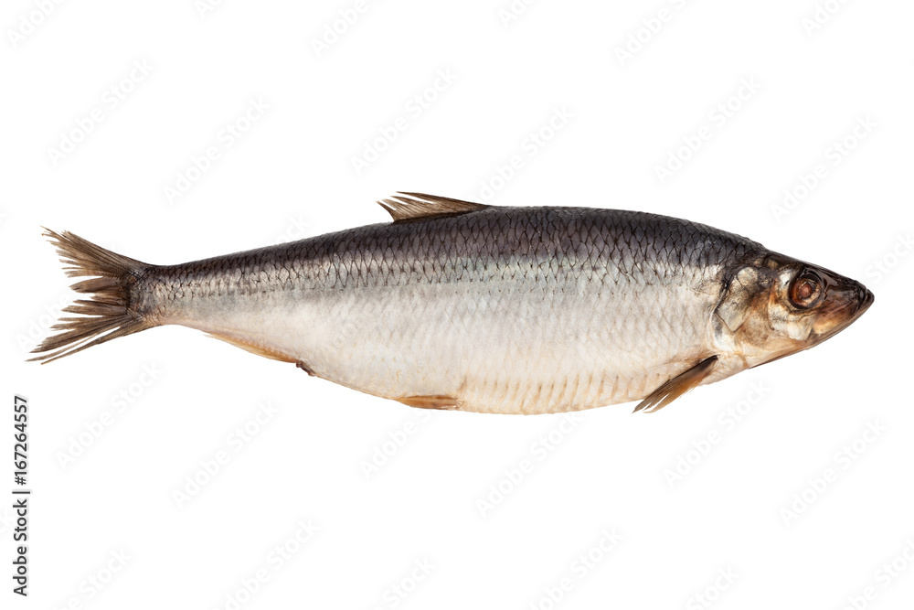 Raw herring isolated on white background, top view Raw herring isolated on white background, top view