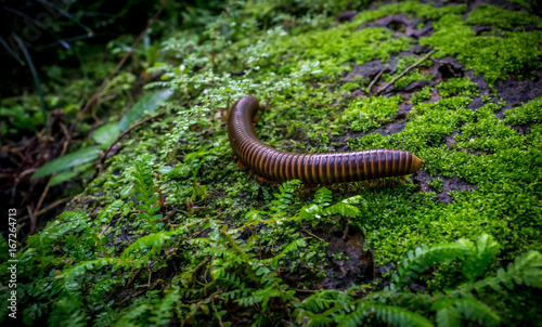 Giant millipede or (Trigoniulus corallinus) walking at the Jungle Rainforest . Millipede curl up Will roll on exposure photo