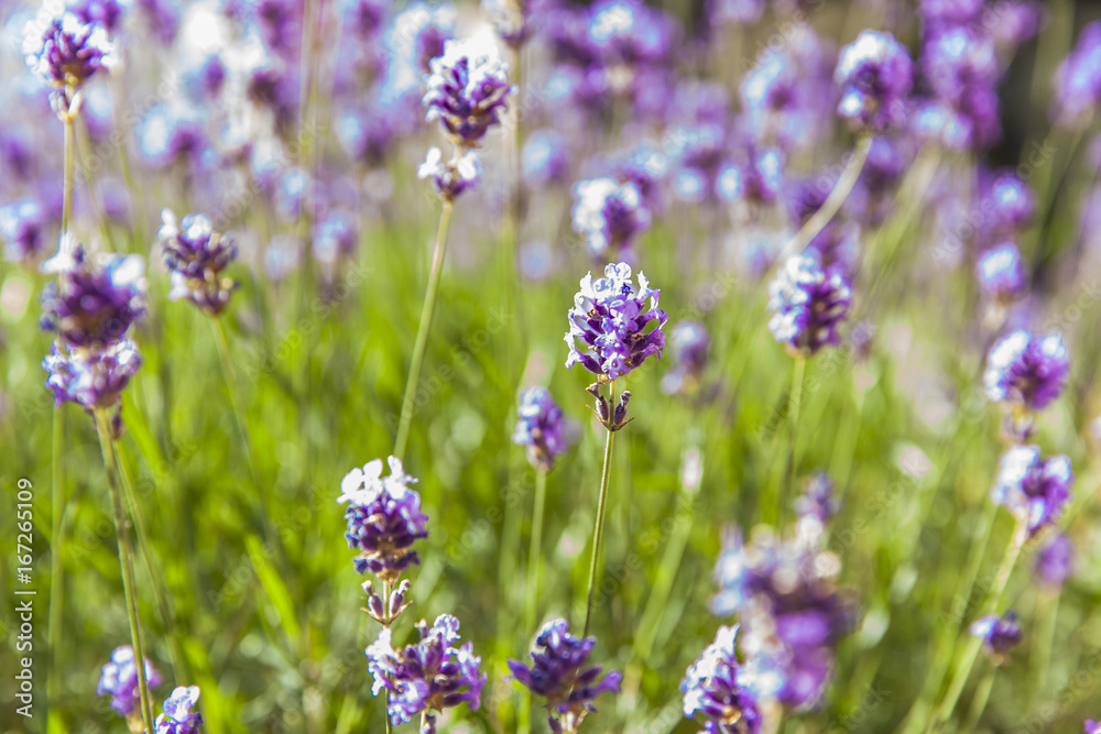 Lavender field