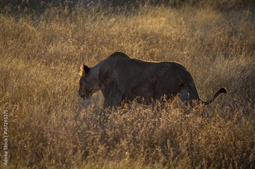 Löwe im Morgenrot