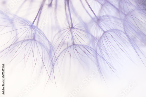 Dandelion seeds closeup in delicate shades.Selective focus