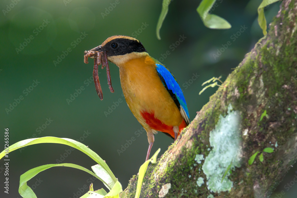 Naklejka premium Beautiful bird with earth worm in mouth perching on branch..Blue winged pitta ( Pitta moluccensis ).in breeding season,preparing fresh food for their babies in the nest .