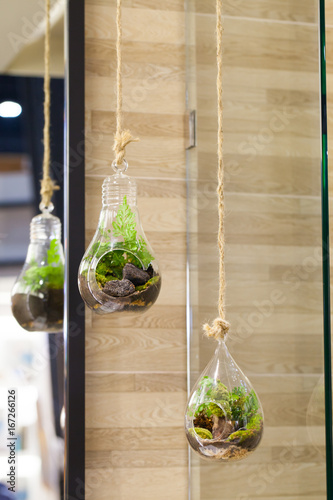 Small garden of terrarium bottle in glass hanging.