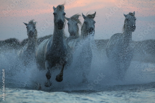 Camargue