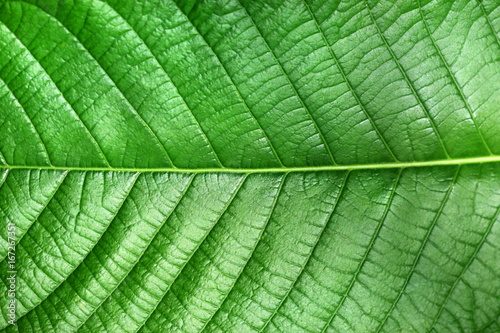 Texture of green leaf of Magnoliopsida plant type for background