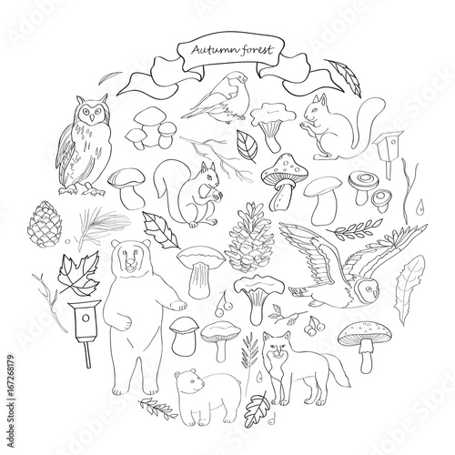 set with the image of leaves, branches, berries, flowers, animals and birds, autumn elements, bear, squirrels, fox, owl. Black and white line, vector.
