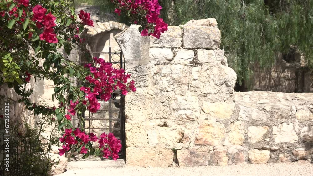 Small Stonewalled Courtyard in Israel with Pink Blossoms Small Stonewalled Courtyard in Israel with Pink Blossoms