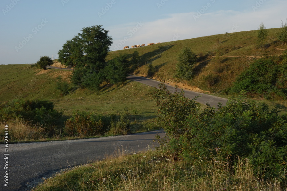 Hill in the countryside, with road climbing it and group of cows grazing on crest