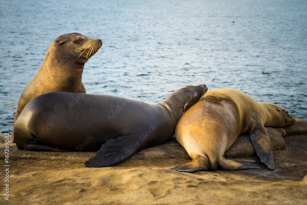 Fototapeta premium Sealion