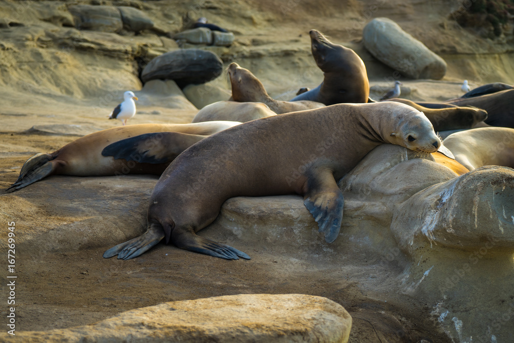 Fototapeta premium Sealion