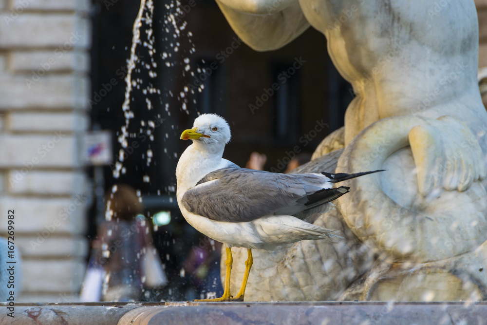 Fototapeta premium seagull and the fountain
