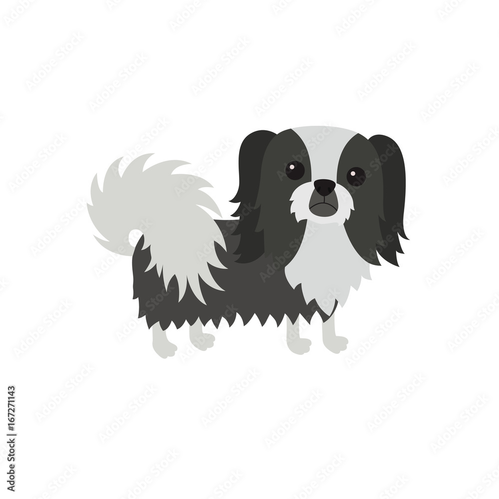 dog Pekingese black white