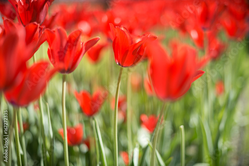 Beautiful red tulips in field in spring.