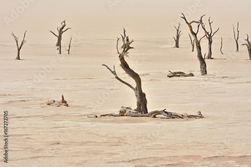 Namibia namib desert deadvlei