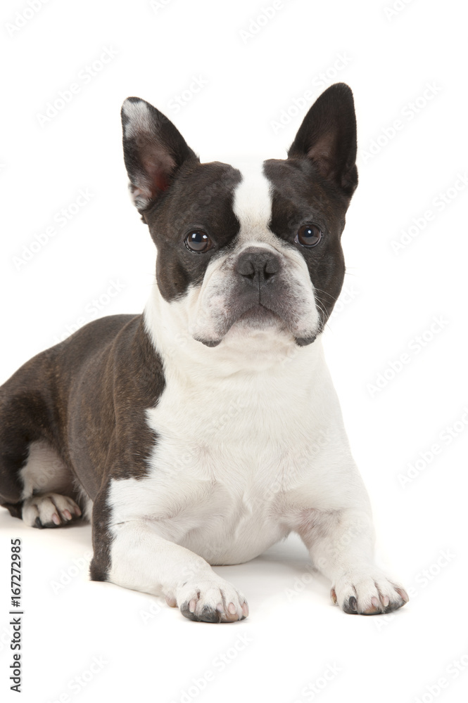 ventilation Mappe Medalje Boston Terrier Hund im Portrait Stock Photo | Adobe Stock