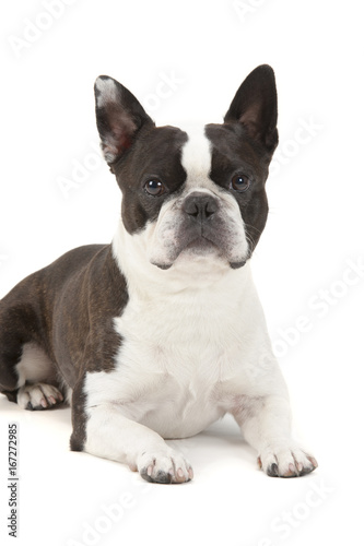 Boston Terrier Hund im Portrait