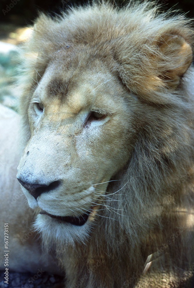 Fototapeta premium portrait de lion