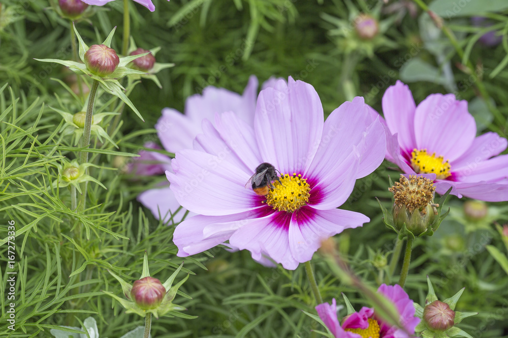 Garden Cosmos Flower Close Up Garden Cosmos Flower Close Up
