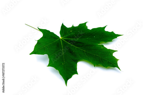 Ahornblatt Ahorn grün isoliert freigestellt auf weißen Hintergrund, Freisteller