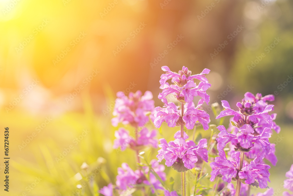 Violet, wild flowers with sunlight. Close up. Violet, wild flowers with sunlight. Close up.