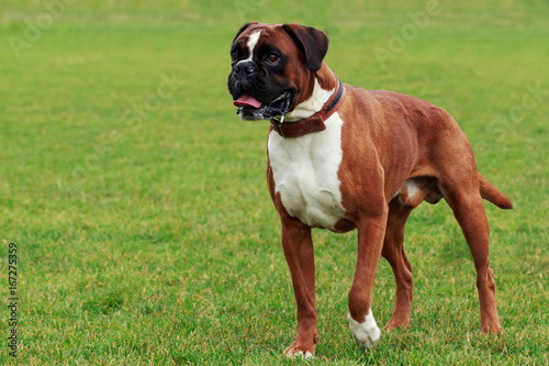 Foto Dog breed Boxer