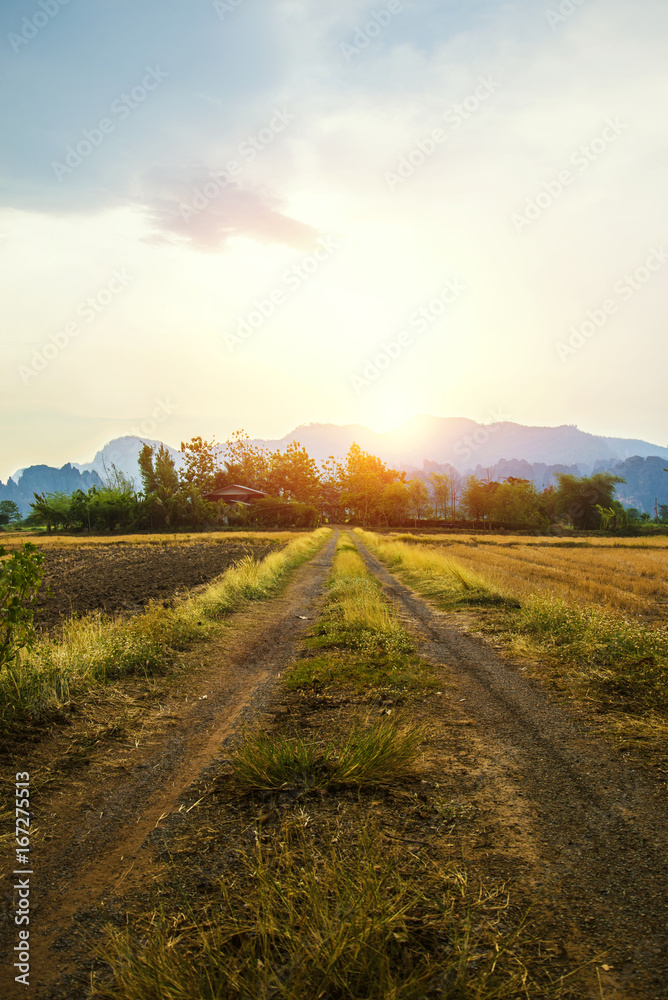 Landscape road. Road route In the countryside At sunset in the evening Nature meadow mountain tree