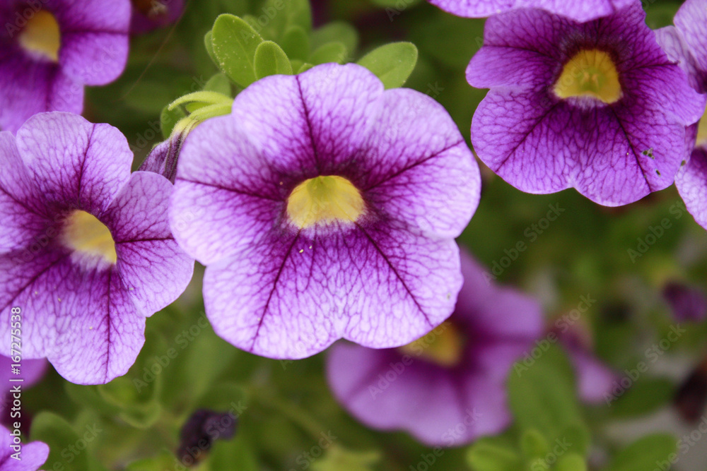 Obraz premium petunia