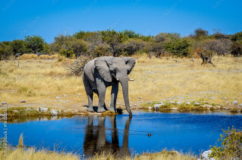 Fototapeta premium Elefant am Wasser