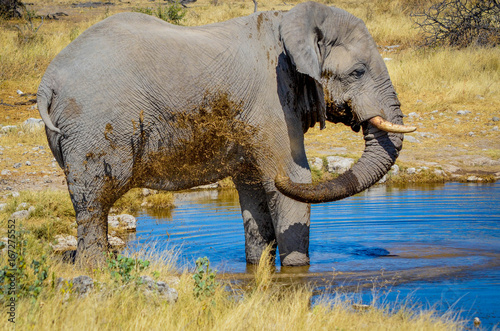 Elefant am Wasser