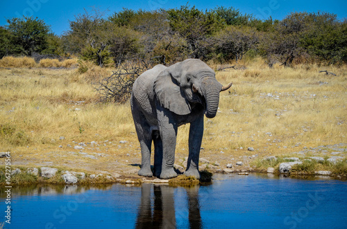 Elefant am Wasser