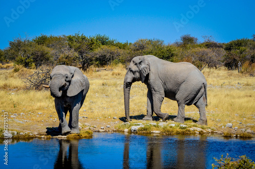 Elefant am Wasser