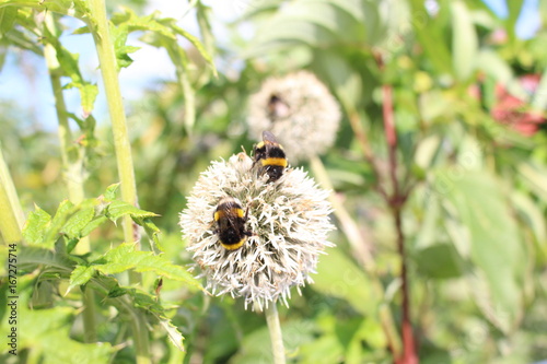 Die Hummelblume