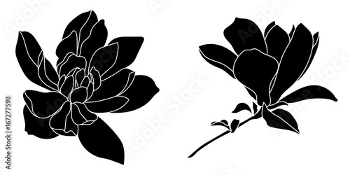 Set of graphical hand drawn magnolia flowers. Vector.