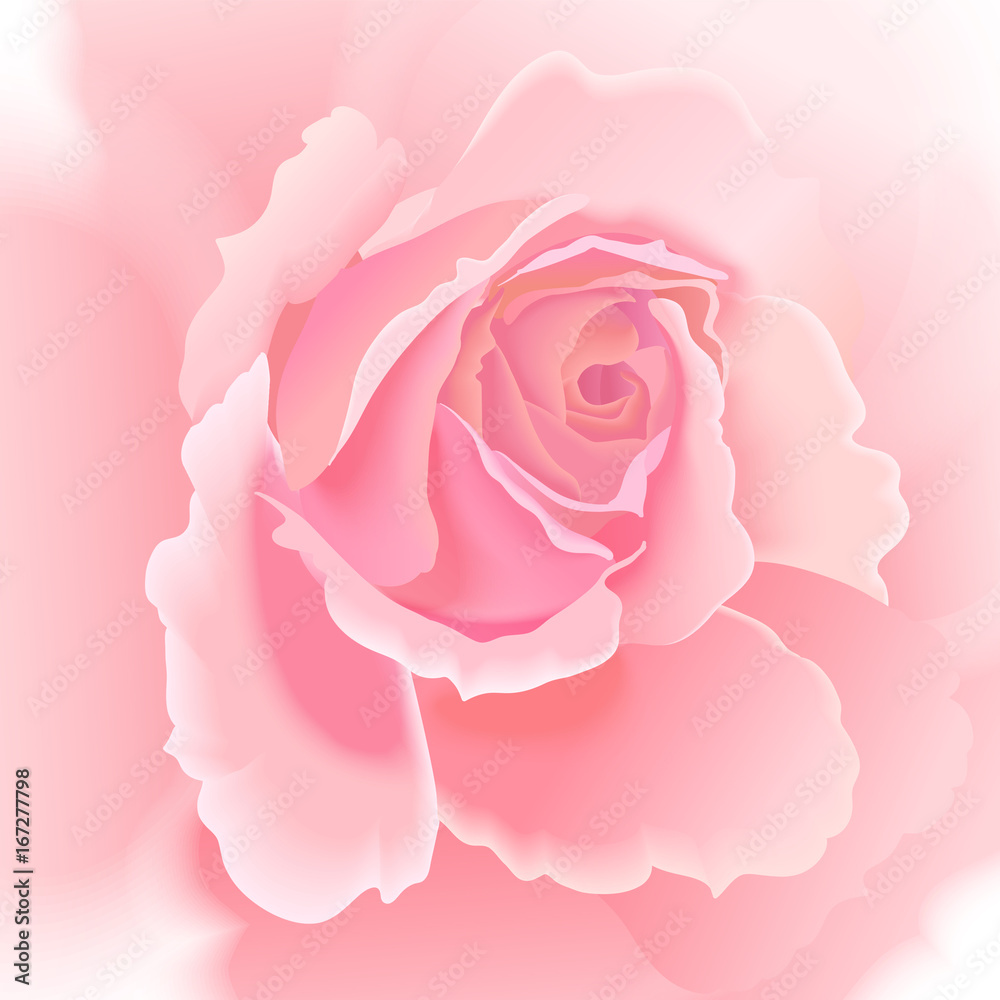 Flower rose on white background.