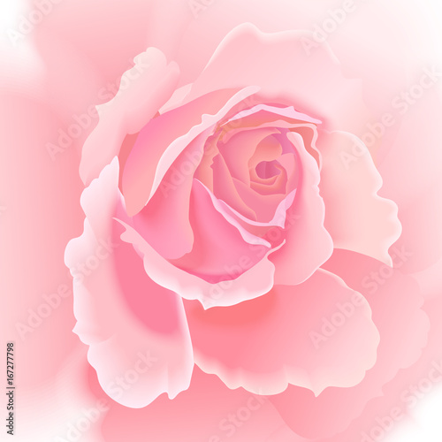 Flower rose on white background.