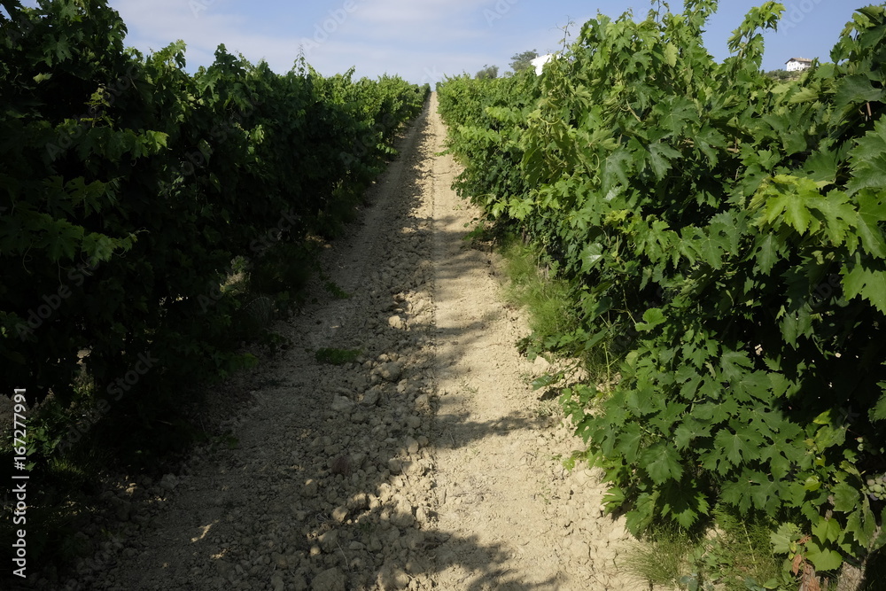 Rows of vineyards in abruzzo