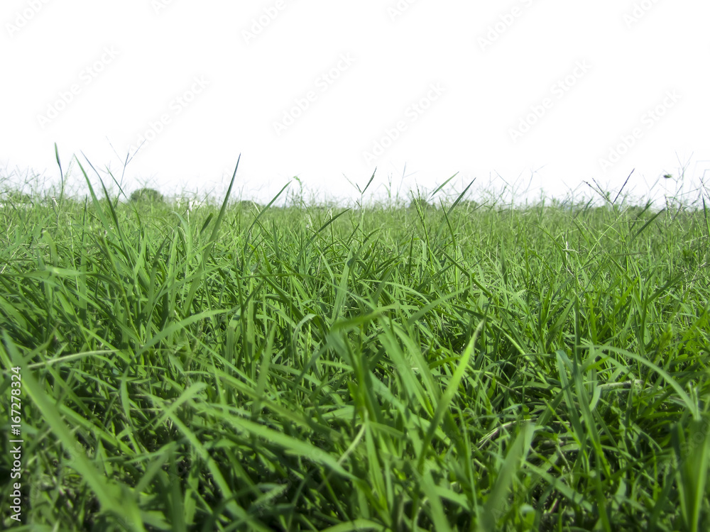 Isolated juicy grass on a white background one. Isolated juicy grass on a white background one.