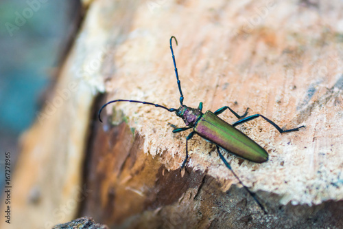 Longhorn beetle on pine-tree stump photo