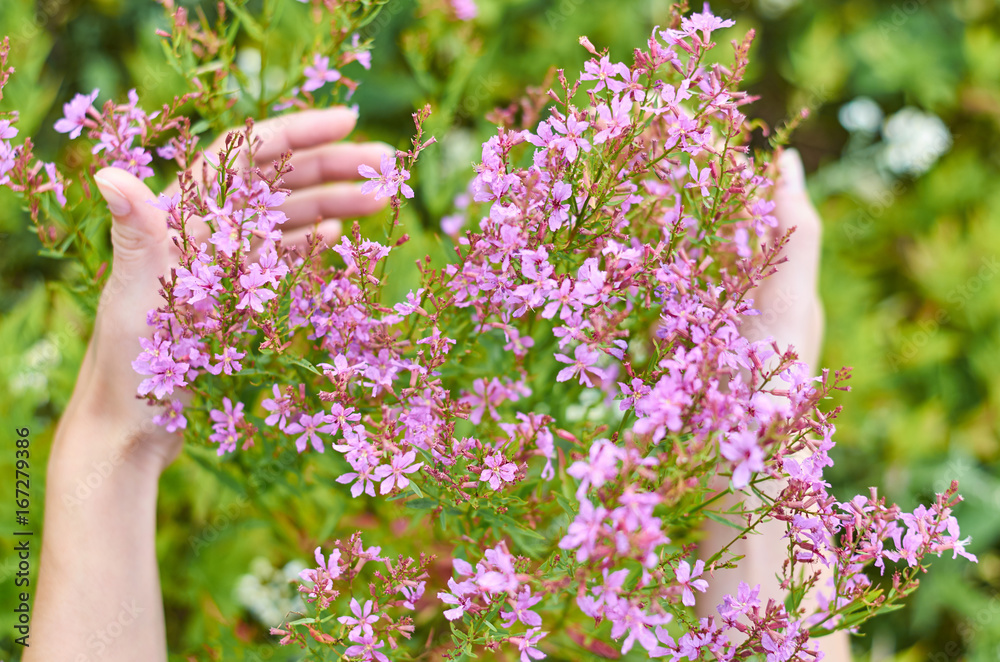 a girl holds flowers by hand. Bouquet of field flowers. Concept of freshness, unity with nature a girl holds flowers by hand. Bouquet of field flowers. Concept of freshness, unity with nature