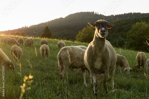 Fototapeta Naklejka Na Ścianę i Meble -  Sheep on meadow during sunset. Slovakia