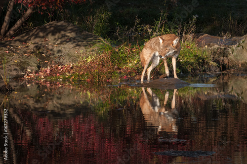 Coyote (Canis latrans) Turns on Rock © hkuchera
