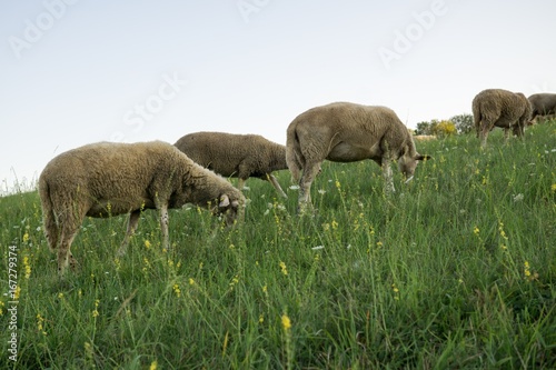 Sheep on the meadow. Slovakia © Valeria