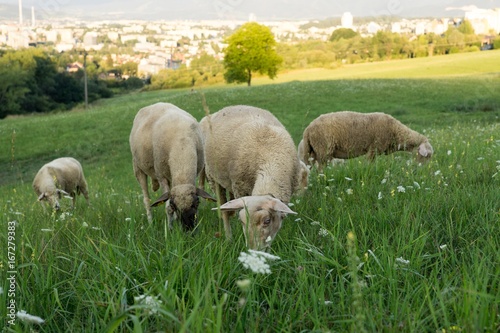 Sheep on the meadow with town background. Slovakia