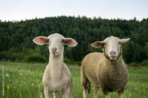 Lamb and sheep on meadow. Slovakia
