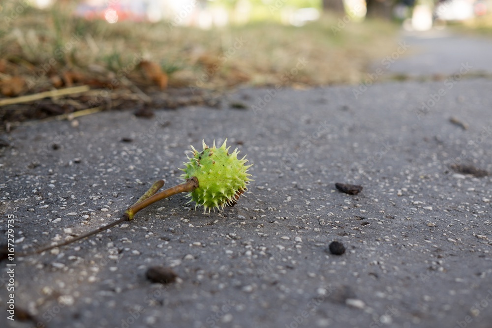 Chestnut fruit on the road. Slovakia Chestnut fruit on the road. Slovakia