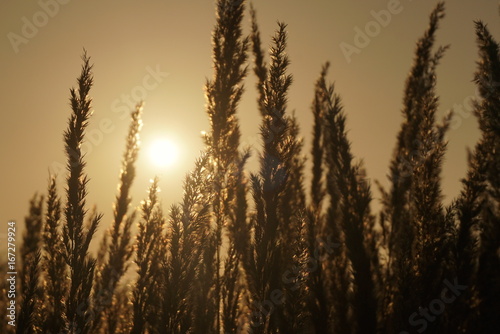 Dry Grass In Sunset Sunlight. Autumn Season