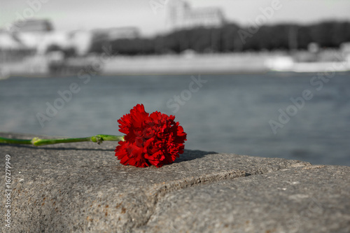 red carnation © Alexey