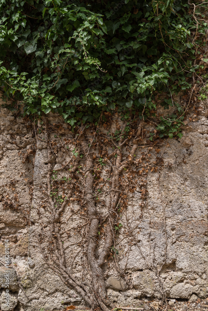Efeu wächst an Steinmauer Efeu wächst an Steinmauer