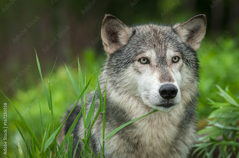 Grey Wolf (Canis lupus) Looks Out Head Right